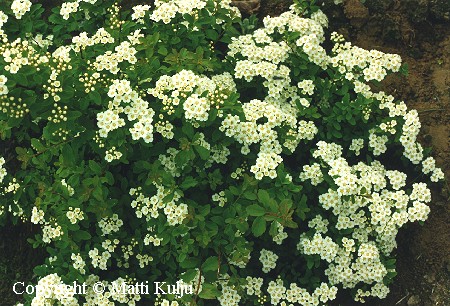 Spiraea nipponica'Pakola'